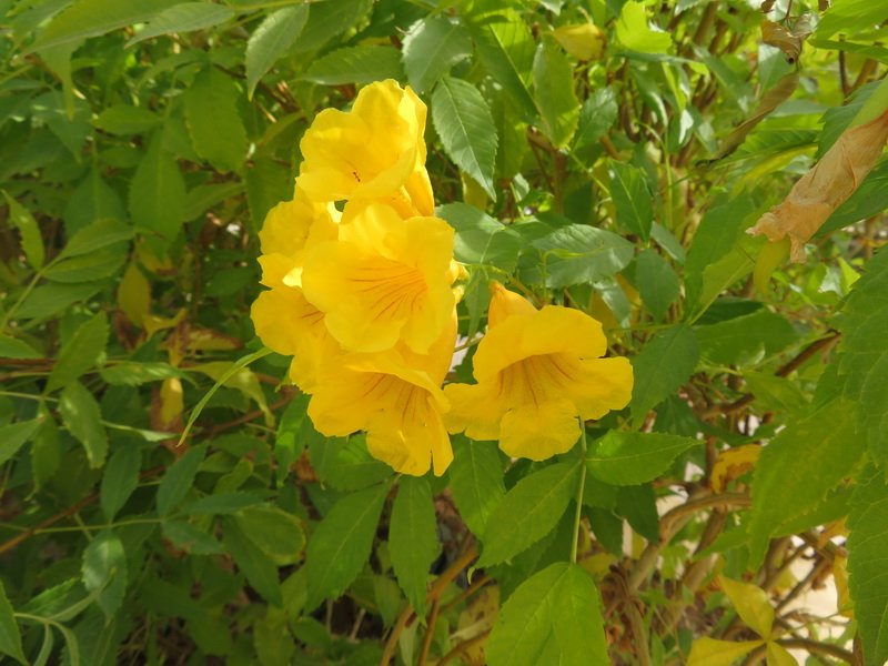 wadirumimg_6296.jpg