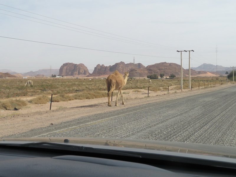 wadirumimg_6441.jpg
