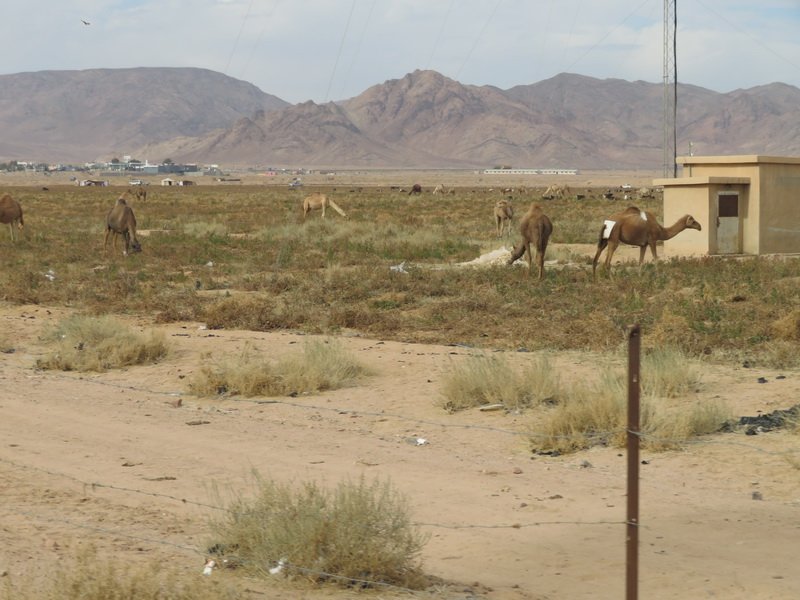 wadirumimg_6570.jpg