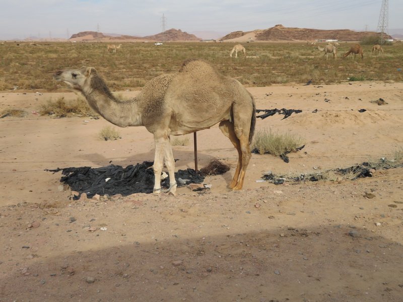 wadirumimg_6586.jpg