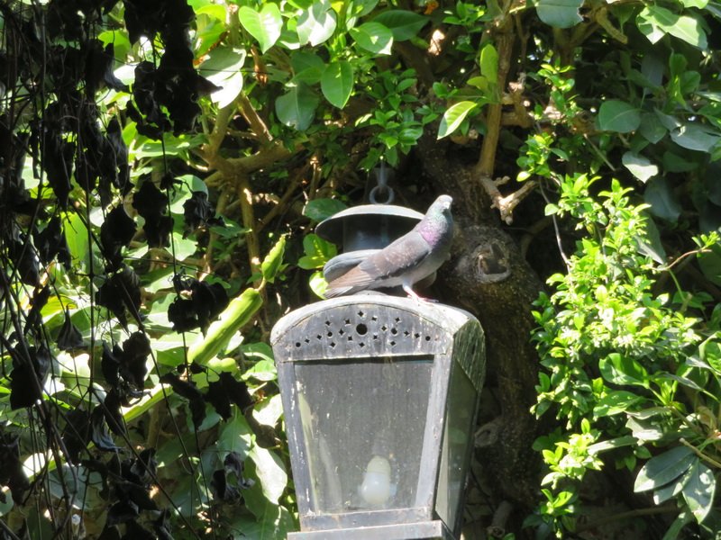 monsmdaimg_8723.jpg
