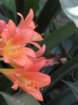 thusmdaimg_9286_small.jpg
