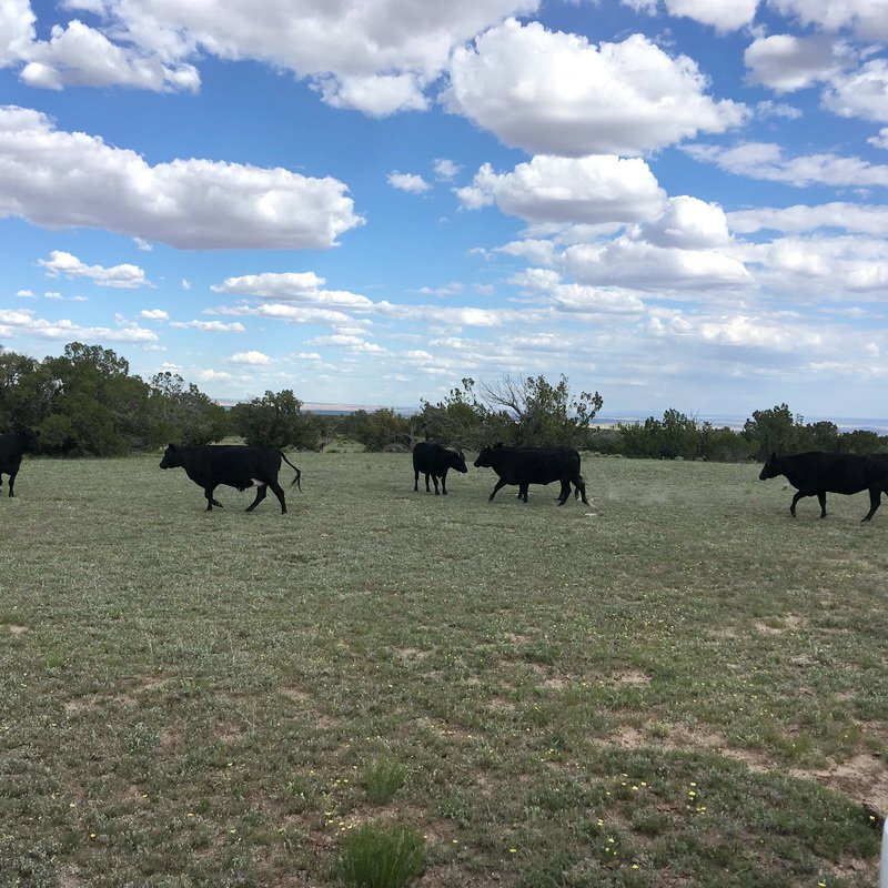 ranchrunimg_1941.jpg