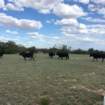 ranchrunimg_1941_small.jpg