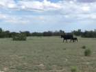 ranchrunimg_1943_small.jpg