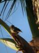 cb22img_0686_small.jpg