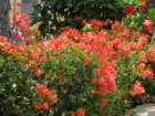 cb30img_1837_small.jpg