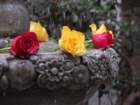 satcbcanonimg_1946_small.jpg
