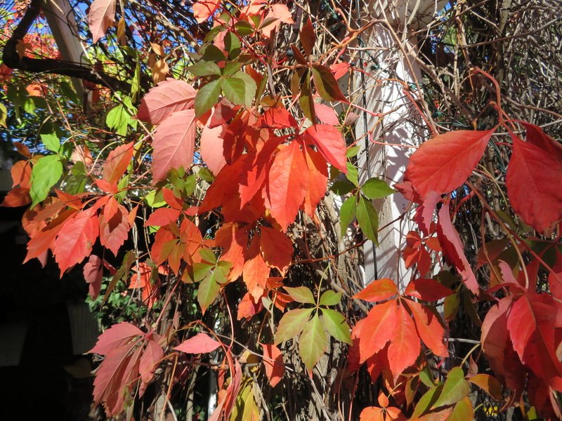 ppatch_img_3073.jpg