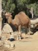 zooimg_9001_small.jpg