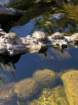 zooimg_9005_small.jpg