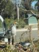 zooimg_9010_small.jpg
