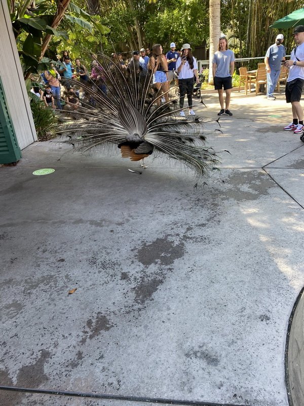 zooimg_9022.jpg