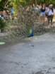 zooimg_9025_small.jpg