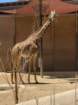 zooimg_9029_small.jpg