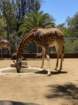 zooimg_9030_small.jpg