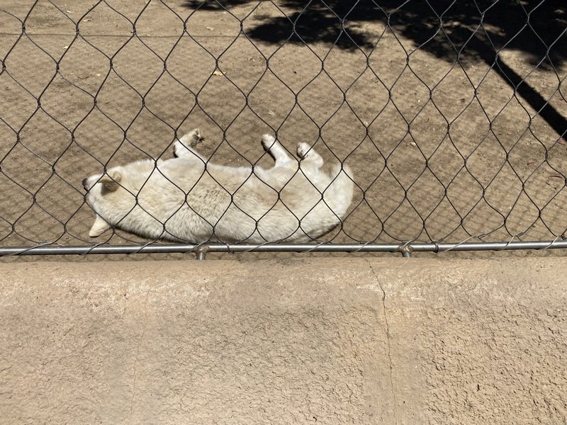 zooimg_9034.jpg