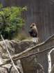 zooimg_9039_small.jpg