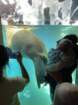 seaworldimg_9552_small.jpg