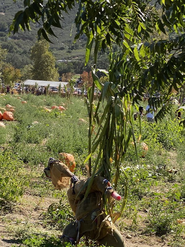 ppatchimg_0684.jpg