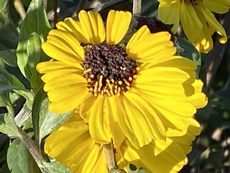 fiddlersimg_6647.jpg