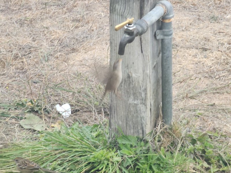 coastrun20231115_072010.jpg