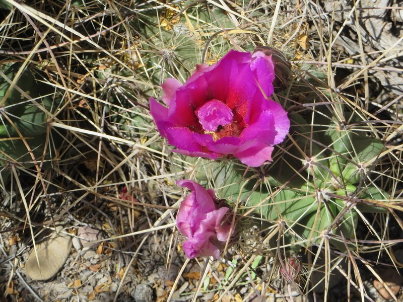 cbigbendimg_0311.jpg