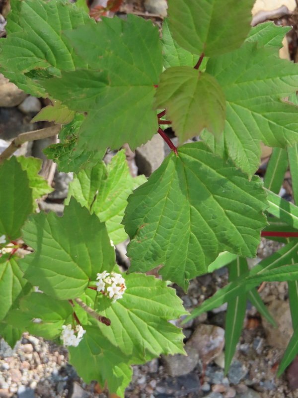 akbusimg_2679.jpg