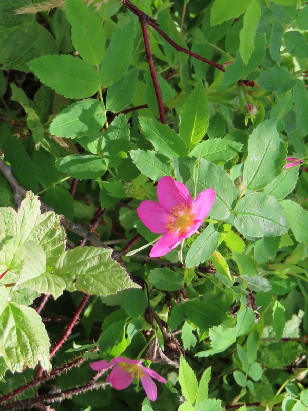 akbusimg_2685.jpg