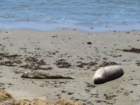 bcentcoastimg_3491_small.jpg