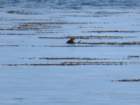 bcentcoastimg_3524_small.jpg