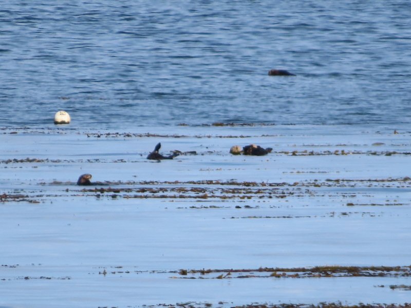 bcentcoastimg_3527.jpg