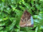niagaranicbimg_3971_small.jpg