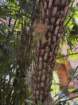 mothersdimg_5377_small.jpg