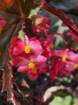 mothersdimg_5381_small.jpg