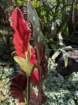 mothersdimg_5387_small.jpg
