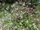 ftbraggimg_0141_small.jpg