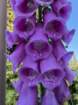 ftbraggimg_5666_small.jpg