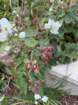 ftbraggimg_5671_small.jpg