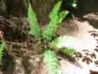 sheltercimg_0441_small.jpg