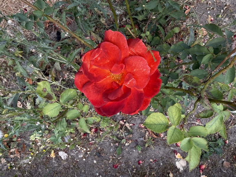 londonbimg_7740.jpg